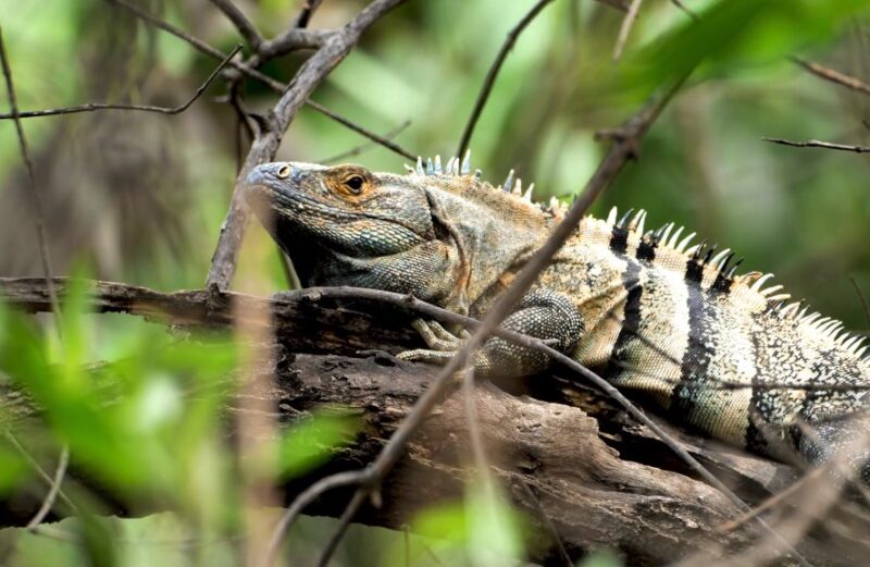 CONOCIMIENTO DE LAS IGUANAS