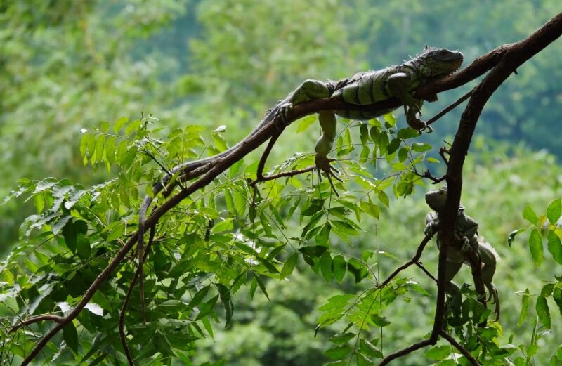 UBICACIÓN DE LAS IGUANAS 