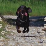 Razas de Perros de Caza Populares
