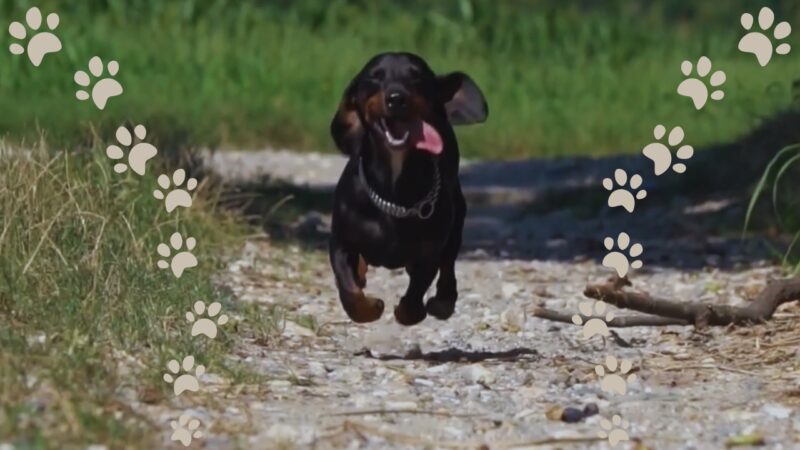 Razas de Perros de Caza Populares