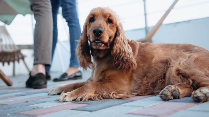 Cocker Spaniel