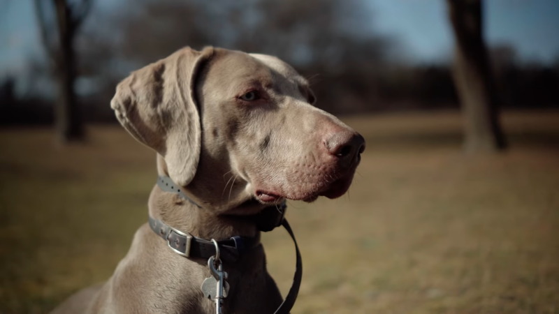 Perro Weimaraner
