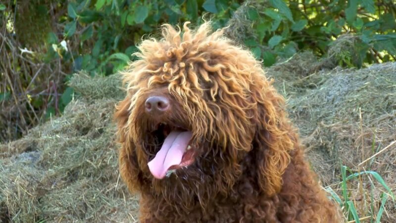 Perro de Agua Español