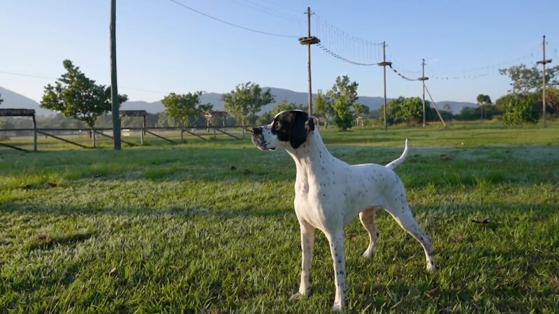 Pointer Inglés