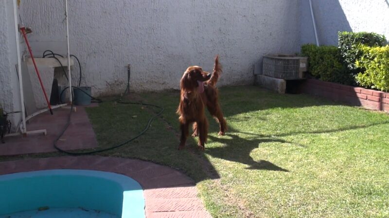 Setter Irlandés